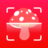 Mushroom ID - Identification - Nils Krause