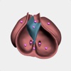 Embryonic Virtual Heart icon