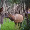 Similar Elk Bull & Cow Hunting Calls Apps