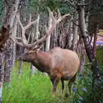 Elk Bull & Cow Hunting Calls App Contact