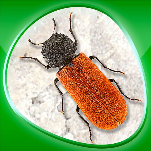 Animals 360 - Insecta Download