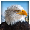 Pet American Eagle Life Sim 3D icon