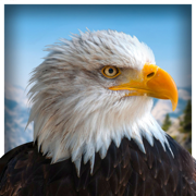 Pet American Eagle Life Sim 3D