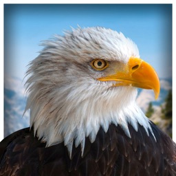 Pet American Eagle Life Sim 3D