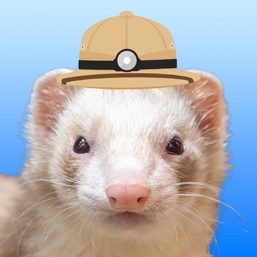 Ferret Explorer