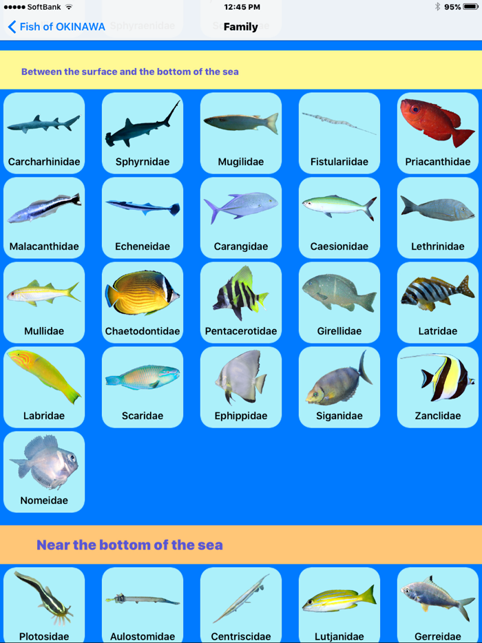 Fish Photo of OKINAWA