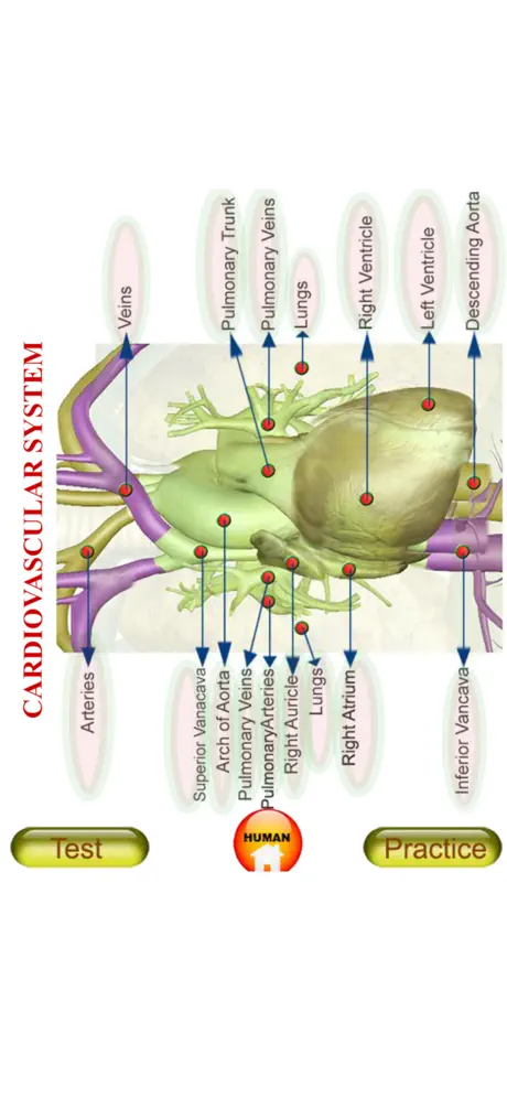 ANATOMY 3D Pro