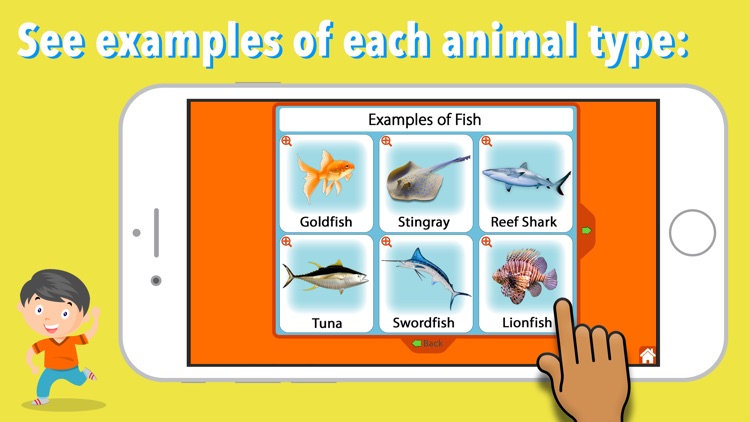 Animal Kingdom (Vertebrates)