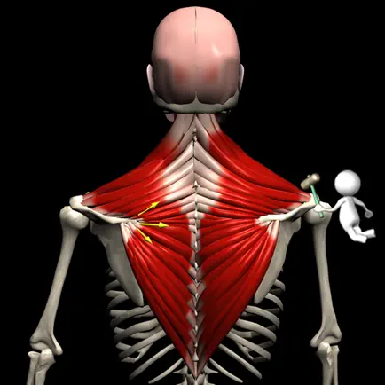 Anatomy by Muscle & Motion Cheats