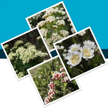 Key to the Cassinia group Читы