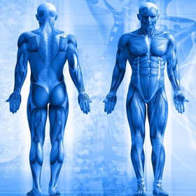 螢幕擷取畫面 (7) Cool Anatomy Facts