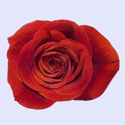 Delightful Roses