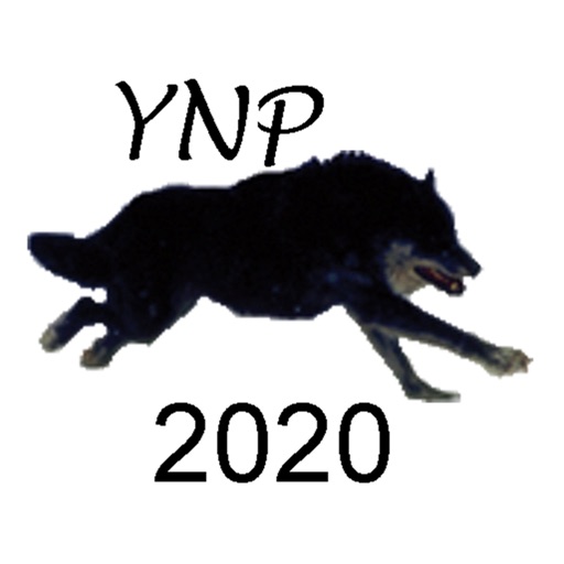 Yellowstone Wolves 2020