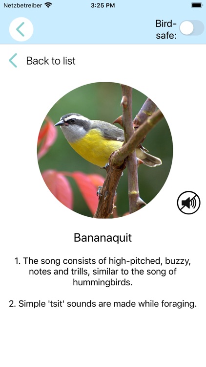 ChirpOMatic Caribbean