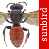 Wildbienen Id BienABest - Sunbird Images OHG