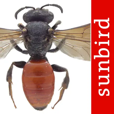 Wildbienen Id BienABest Cheats