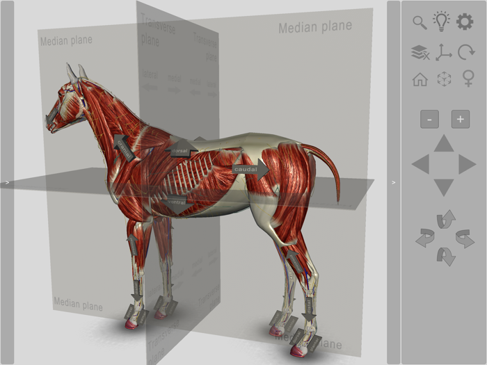 3D Horse Anatomy Software