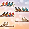 Bird Sort Color Puzzle ASMR