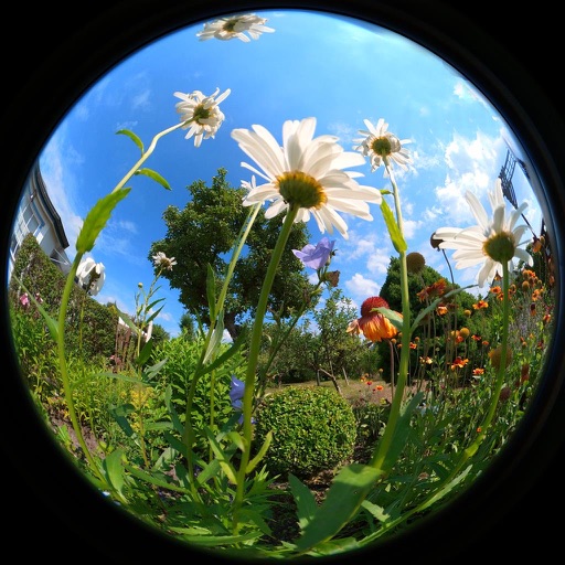 Fisheye & Co