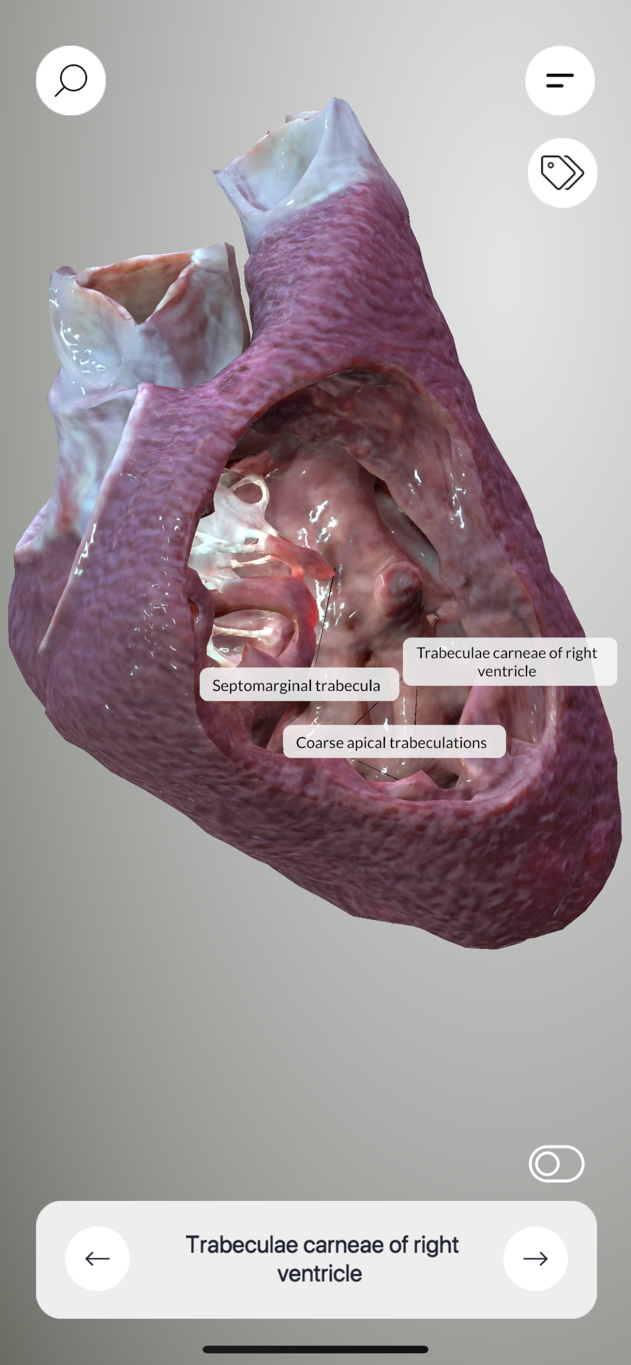 3D Heart Anatomy