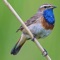 Presenting a completely Free UK Birds Sounds app with high quality sounds, calls and songs of birds found in the United Kingdom
