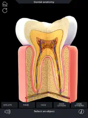 my dental anatomy ipad resimleri 4