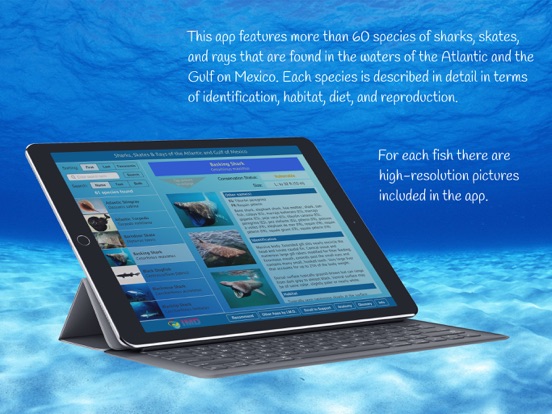 Screenshot #4 pour Sharks and Rays