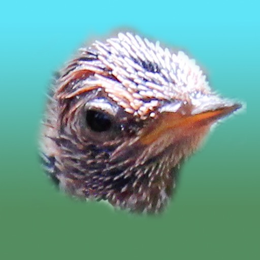 Baby Hummingbirds