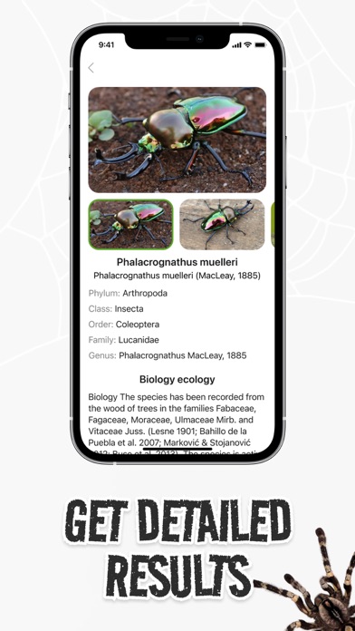 Insect Bug Spider Identifier Screenshot