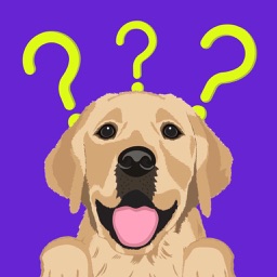 Chien Dressage Jeux Education
