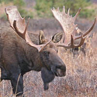 Bull-Cow Moose Hunting Calls