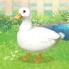 Duck Pet icon