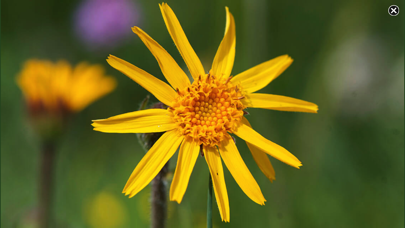 AlpineFlower Finder – Europe Screenshot