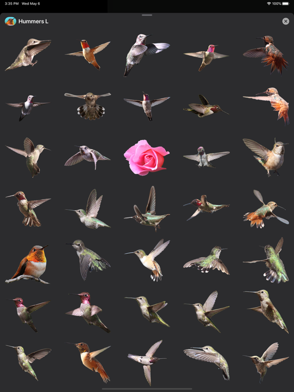 Screenshot #6 pour Hummingbirds - Large (Retina)