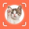 The Cat Scanner app will identify your cat's breed reliably in just a few seconds