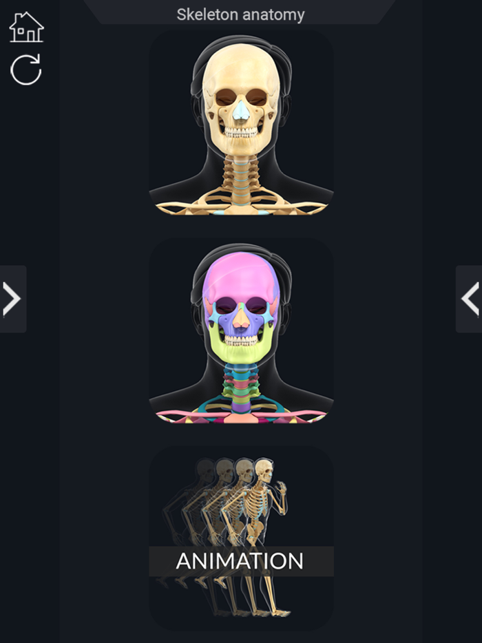 My Skeleton Anatomy