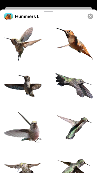 Hummingbirds - Large (Retina) Screenshot
