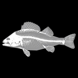 3D Fish Anatomy