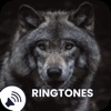 Wolf Sounds Ringtones icon