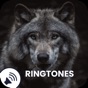 Wolf Sounds Ringtones app download