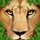 Ultimate Lion Simulator