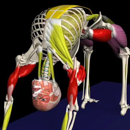 Yoga by Muscle & Motion Cheats