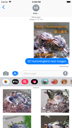 Baby Hummingbirds screenshot 1