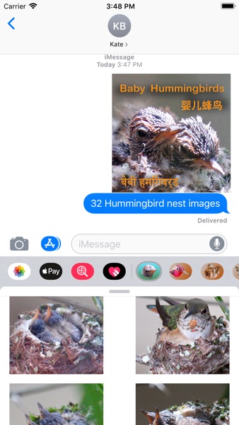 【图】婴儿蜂鸟(截图1) 【图】婴儿蜂鸟(截图1)