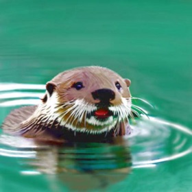 Screenshots (6) Otter My Way