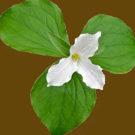 Smoky Mountains Wildflowers Читы