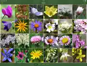 alpenblumen finder – europa ipad bildschirmfoto 2