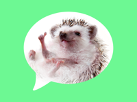 Message stickers  hedgehog