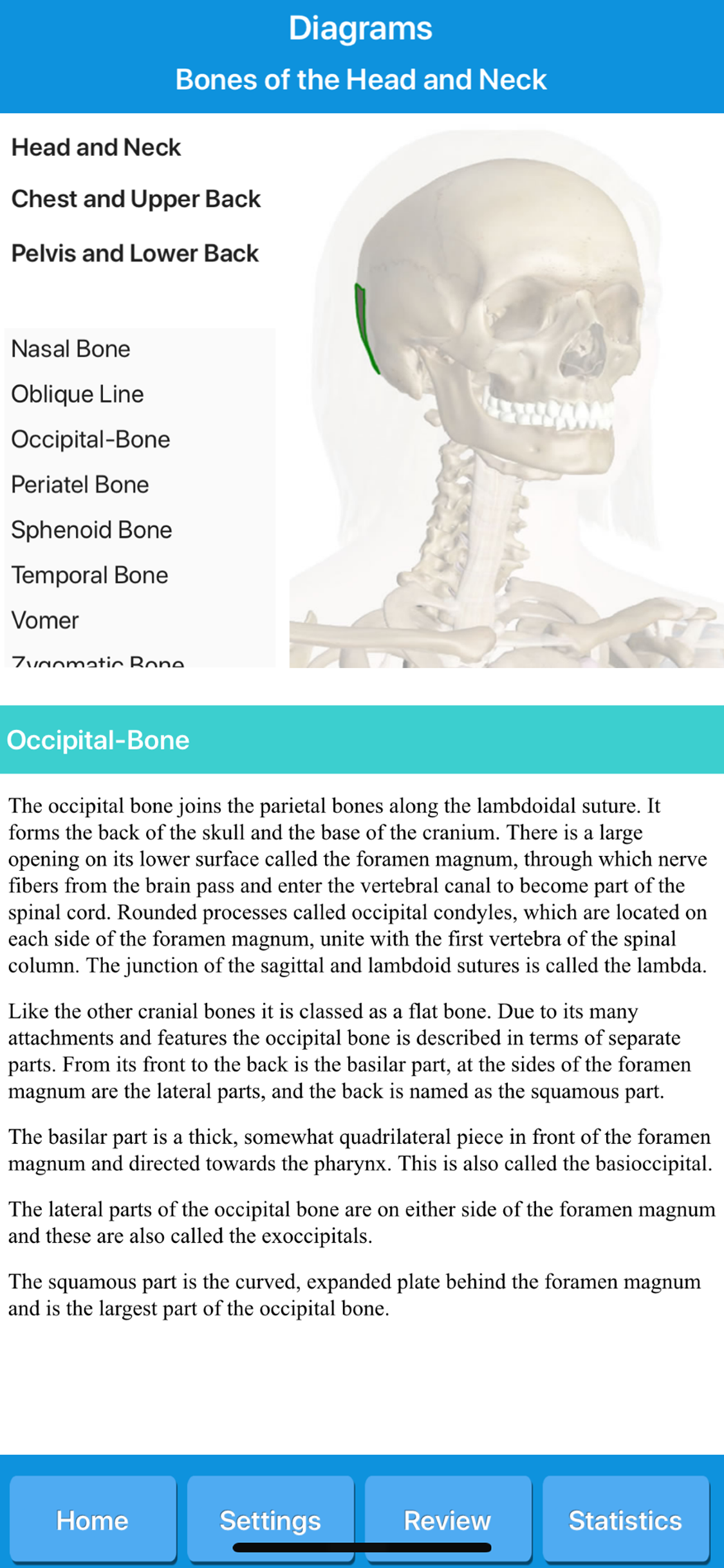 Skeletal System Anatomy screenshot 6