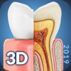 My Dental Anatomy - iPadアプリ